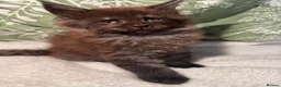 Maine Coon cats for sale: Stunning Maine coon kittens  - Advert 14