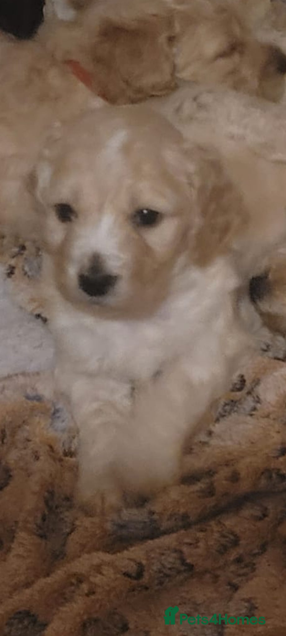 Cockapoo dogs Five F1 gorgeous Cockapoos mother & father present - Advert 18
