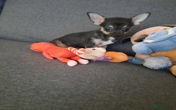 Chihuahua dogs for sale: Chihuahuas lovely puppies! - Image 7