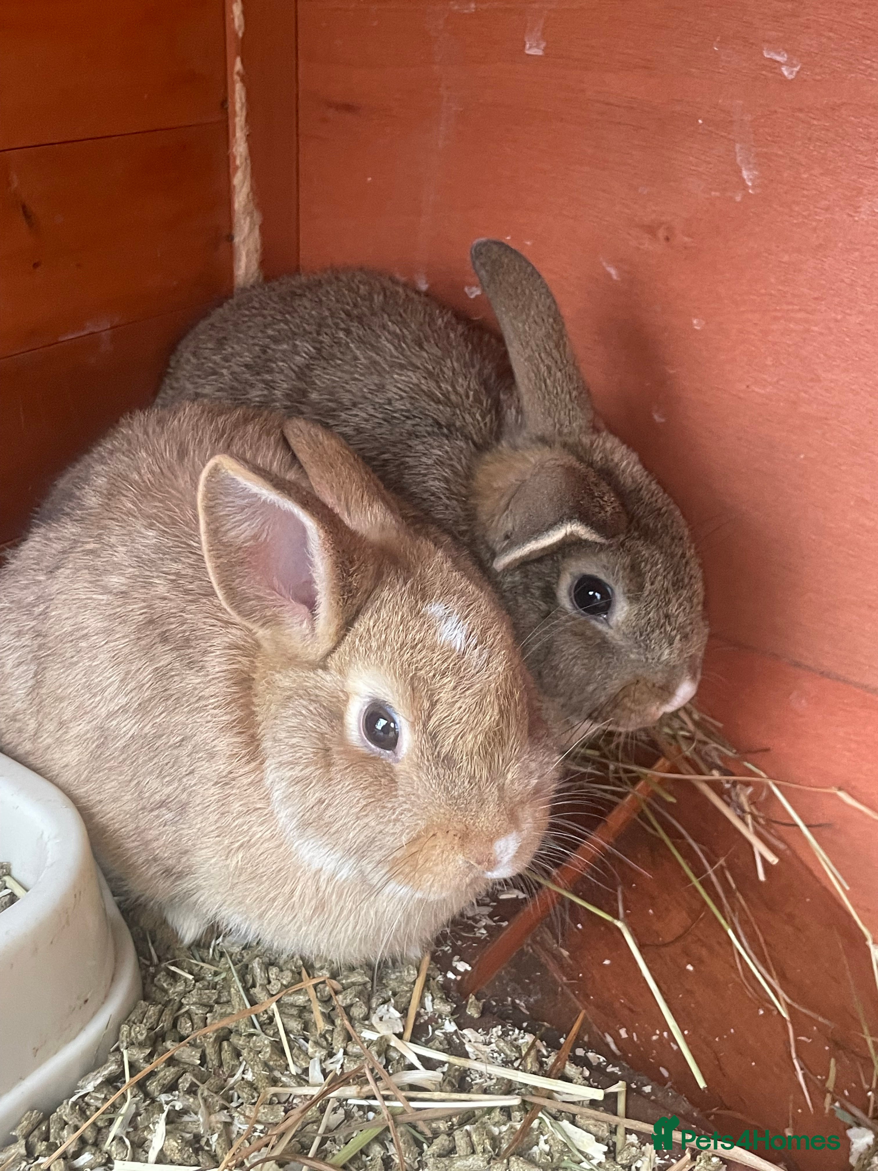 Mixed Breed rabbits Baby boy rabbits  - Advert 19