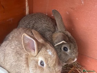 Mixed Breed rabbits Baby boy rabbits - Advert 8