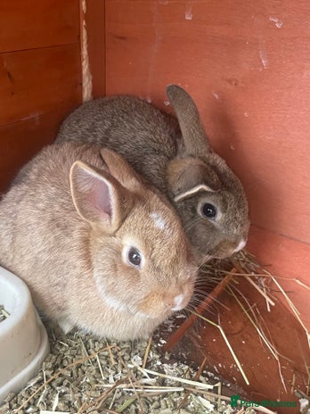 Mixed Breed rabbits Baby boy rabbits - Advert 13