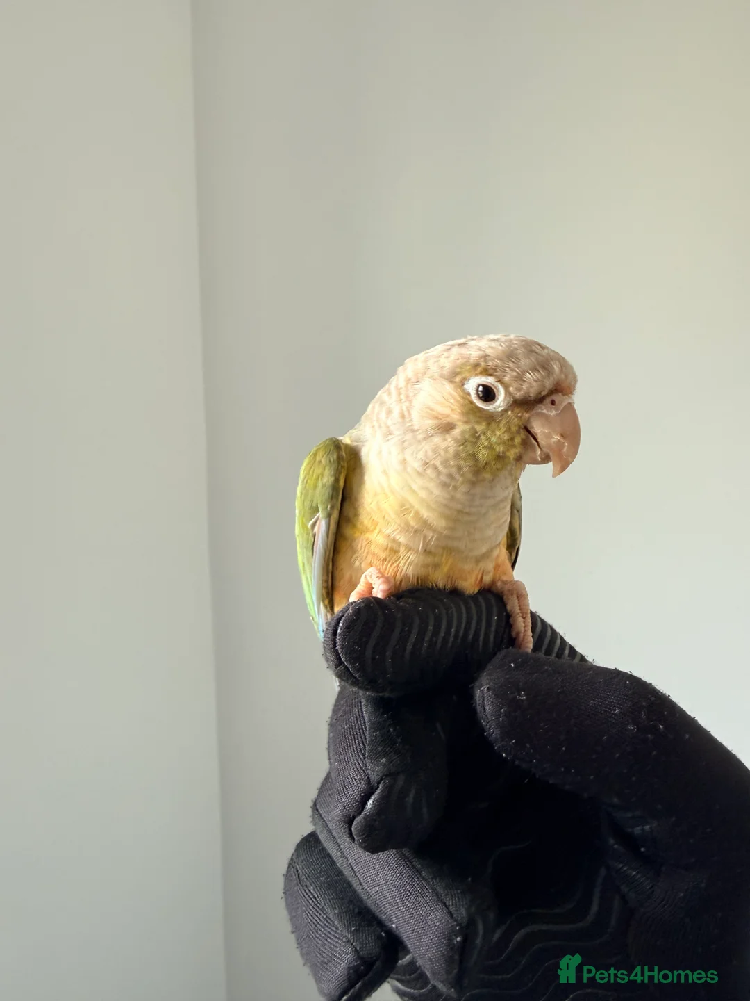 Conures birds for sale: BEAUTIFUL PINEAPPLE CONURE BIRD WITH NEW CAGE  - Advert 6