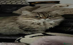 Persian cats for sale: Persian chinchilla x ragdoll ready now  in Accrington - Image 5