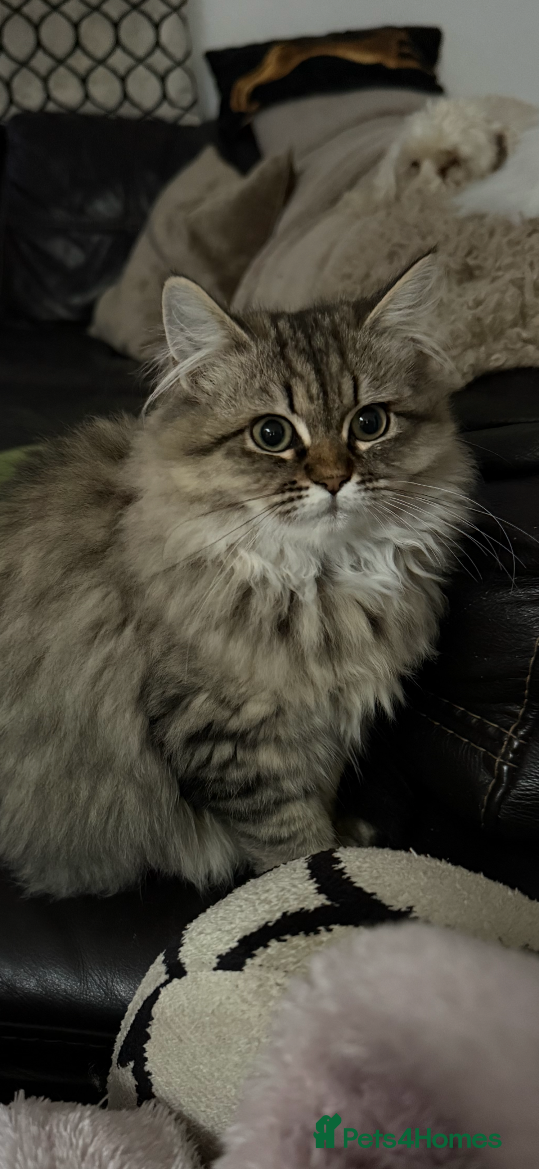 Persian cats for sale: Persian chinchilla x ragdoll ready now  in Accrington - Image 5