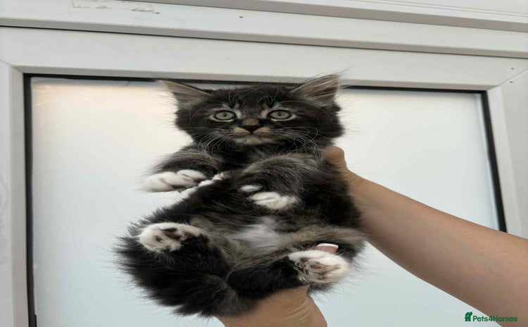 Mixed Breed cats - Advert 12