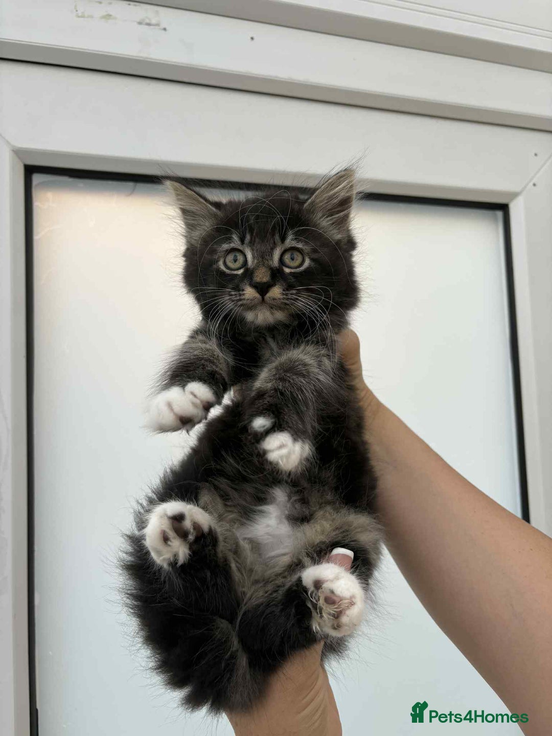 Mixed Breed cats for sale: Maine coon xxx - Image 1