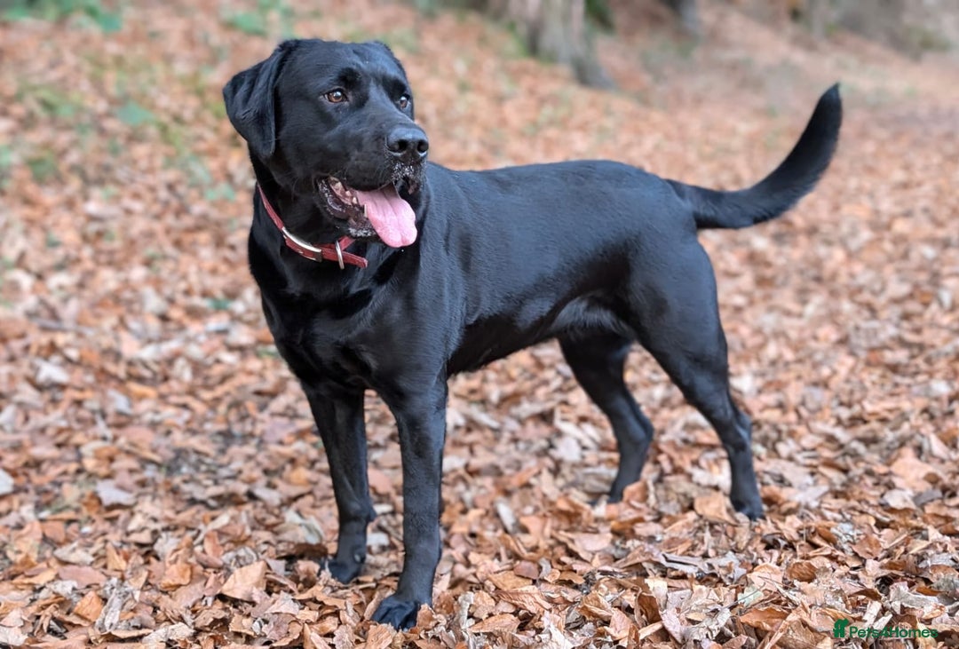 Labrador Retriever dogs for sale: Black KC Registered Labrador Puppies - Advert 10