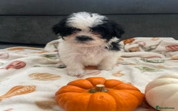 Mixed Breed dogs for sale: Maltese cross La Chon puppies  - Image 34