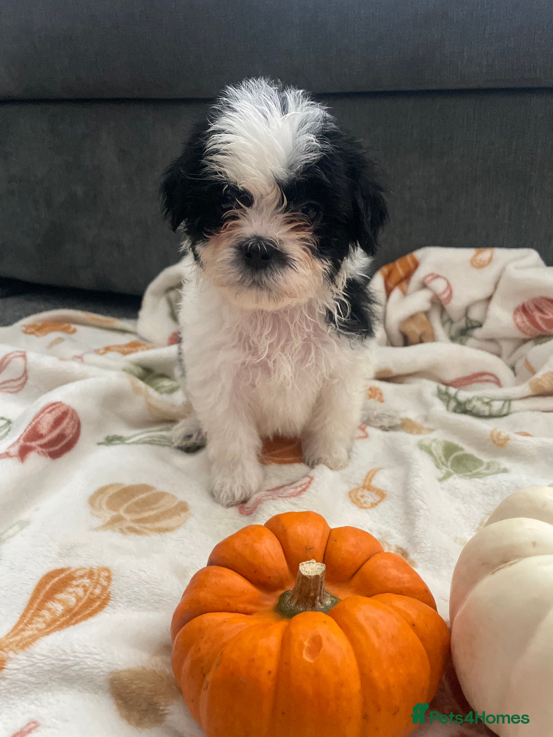 Mixed Breed dogs for sale: Maltese cross La Chon puppies  - Image 34