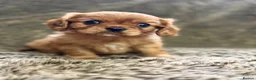 Cavalier King Charles Spaniel dogs for sale: Kc registered Cavalier King Charles Spaniel - Advert 3