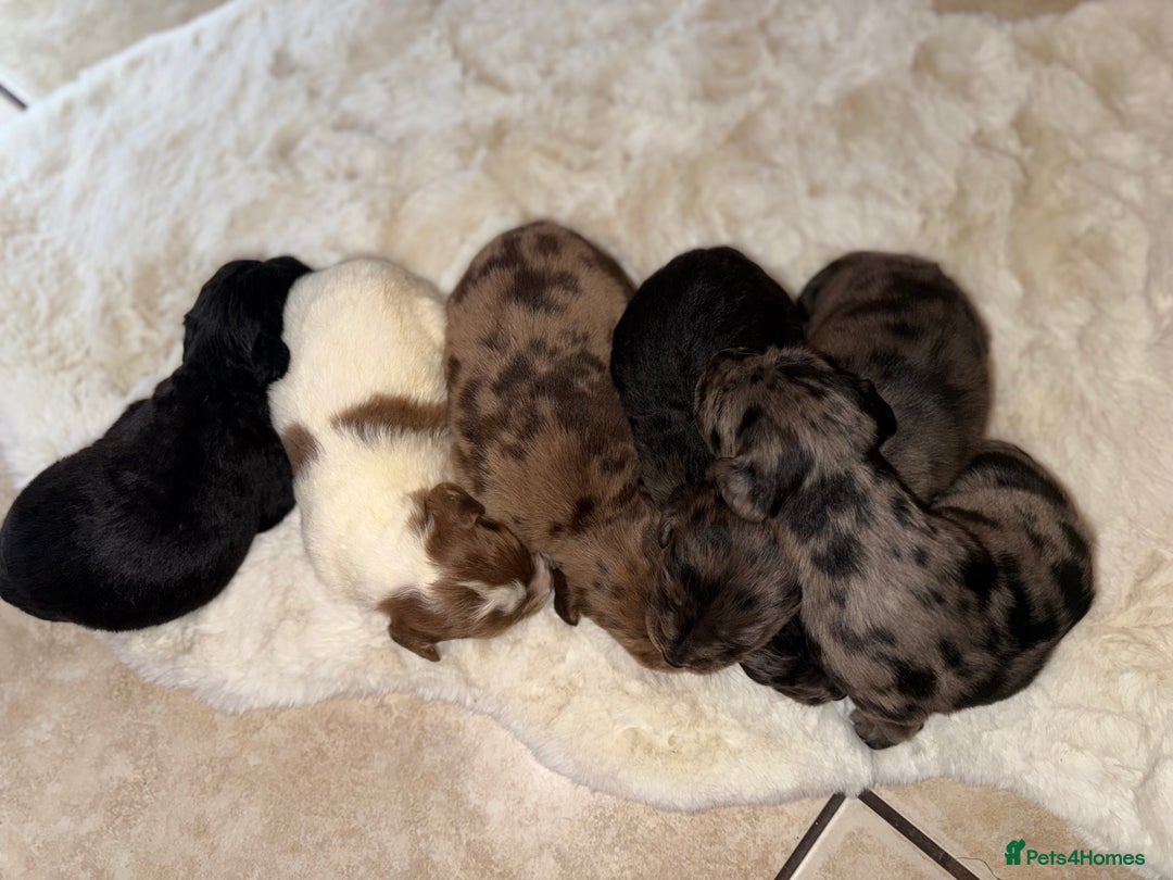 Mixed Breed dogs for sale: Merle sprocker x lurcher puppies  - Image 21