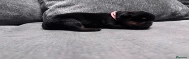 Rottweiler Puppy 5