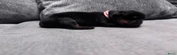 Rottweiler dogs for sale: ELITE KC REGISTERED GERMAN ROTTWEILER PUPPIES  - Advert 21