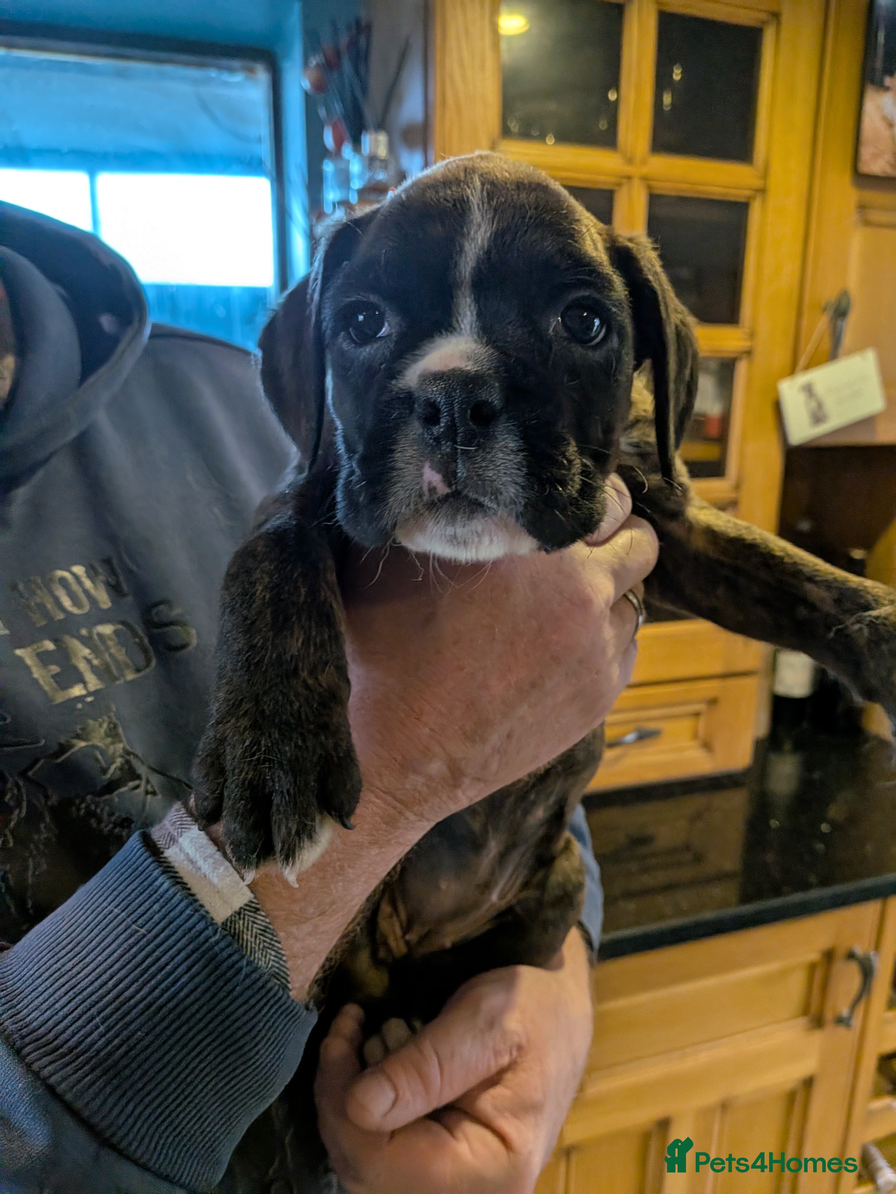 Boxer dogs KC registered bob tailed girl - Advert 5