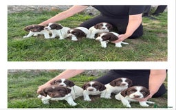 English Springer Spaniel dogs for sale: Pretty puppies with working parents ready now - Image 4