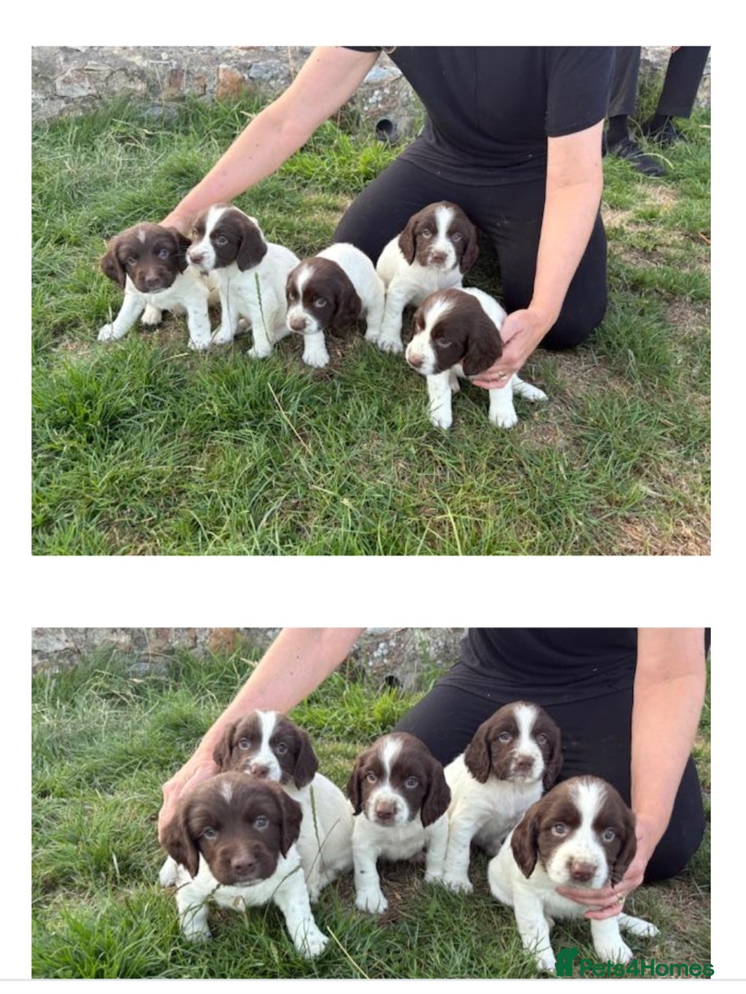 English Springer Spaniel dogs for sale: Pretty puppies with working parents ready now - Image 4