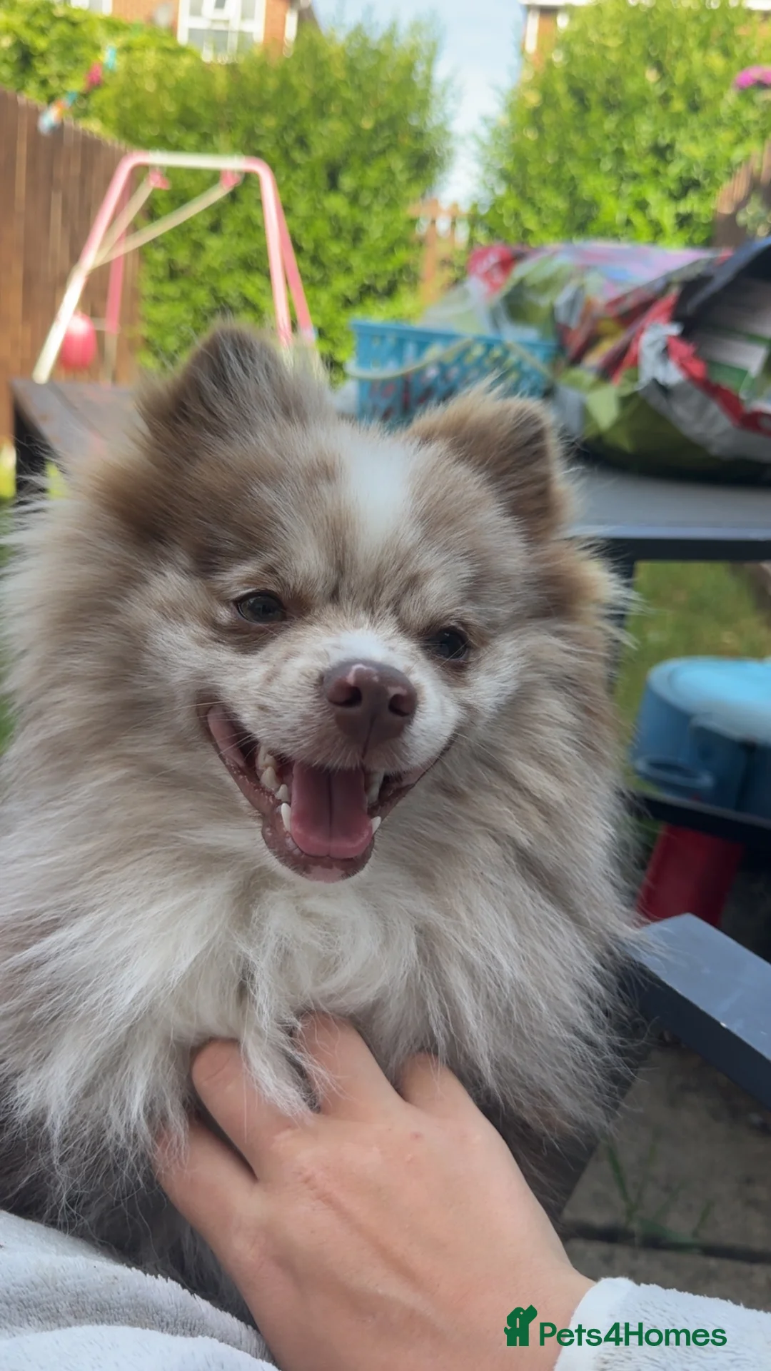 Pomeranian dogs for sale: 1 year old male Pomeranian - Advert 2