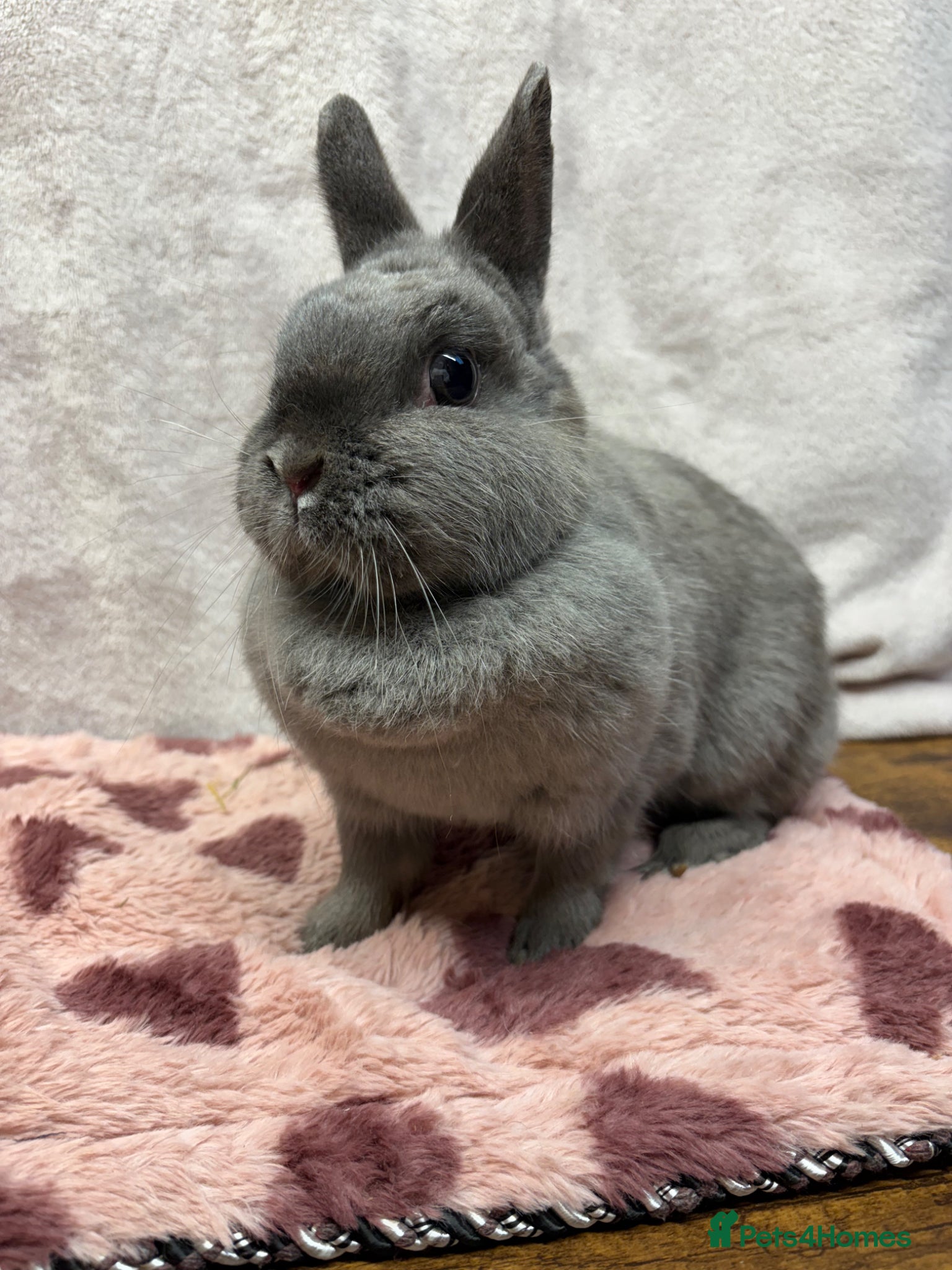 Dwarf Lop rabbits Friendly female Netherland Dwarf (not a lop)  - Advert 3