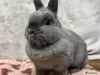 Dwarf Lop rabbits Friendly female Netherland Dwarf (not a lop) - Advert 3