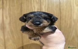 Schnoodle dogs for sale: LAST OUTSTANDING GIRL TOY SCHNOODLES DNA 🧬 CLEAR! - Image 15