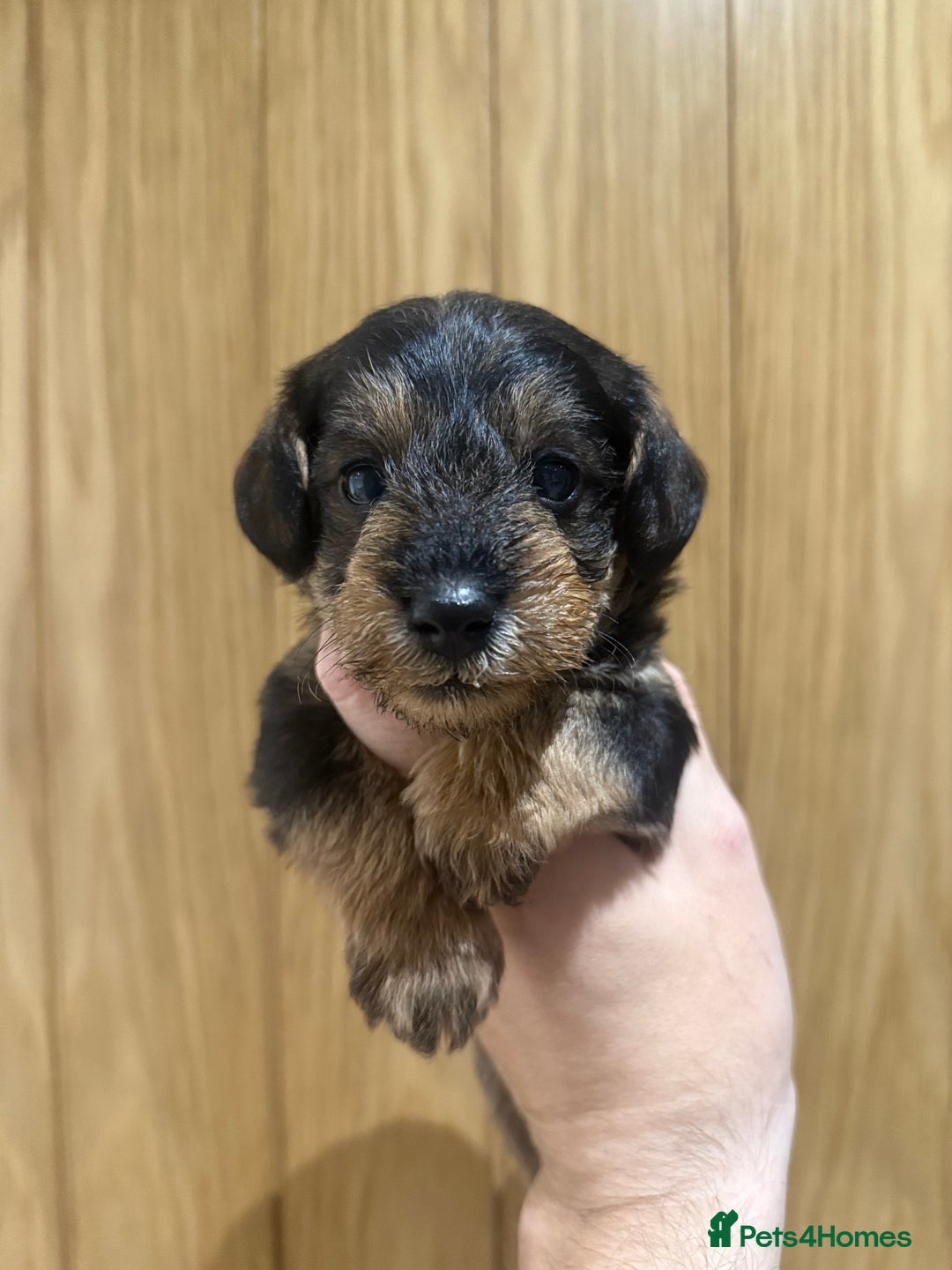 Schnoodle dogs for sale: LAST OUTSTANDING GIRL TOY SCHNOODLES DNA 🧬 CLEAR! - Image 15