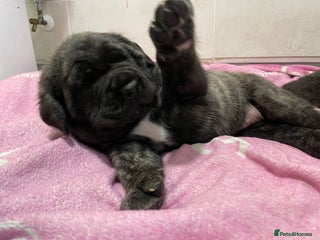 Mastiff dogs Outstanding English Mastiff - Advert 16