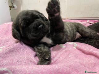 Mastiff dogs Outstanding English Mastiff - Advert 18