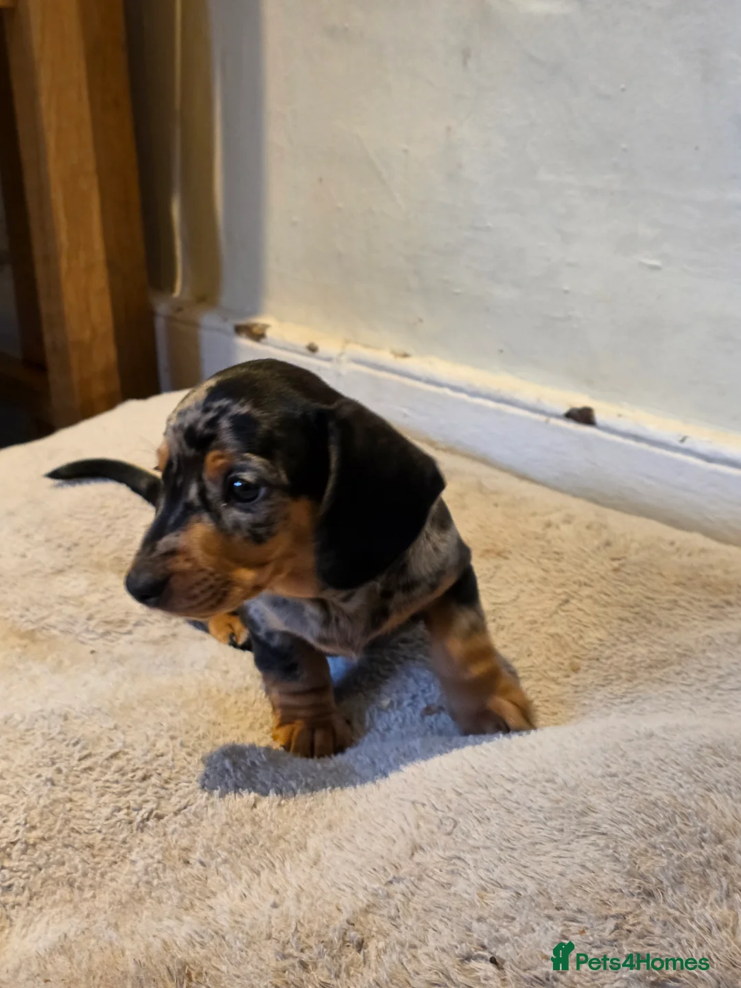 Dachshund dogs for sale: KC Standard Dachshund Puppies - Advert 9
