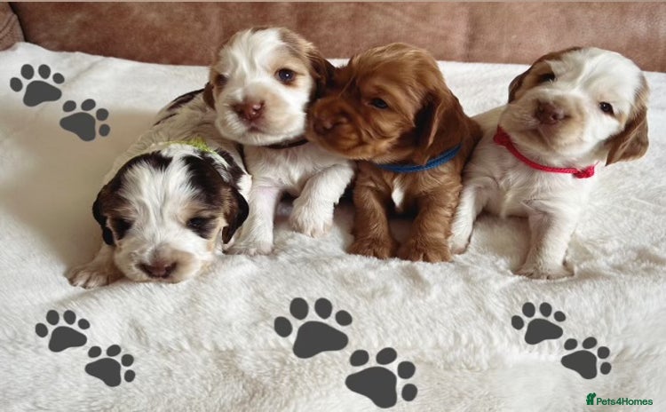 Cocker Spaniel dogs - Advert 13