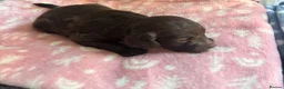 Labradoodle dogs for sale: Adorable miniature Labradoodle puppies  - Advert 30