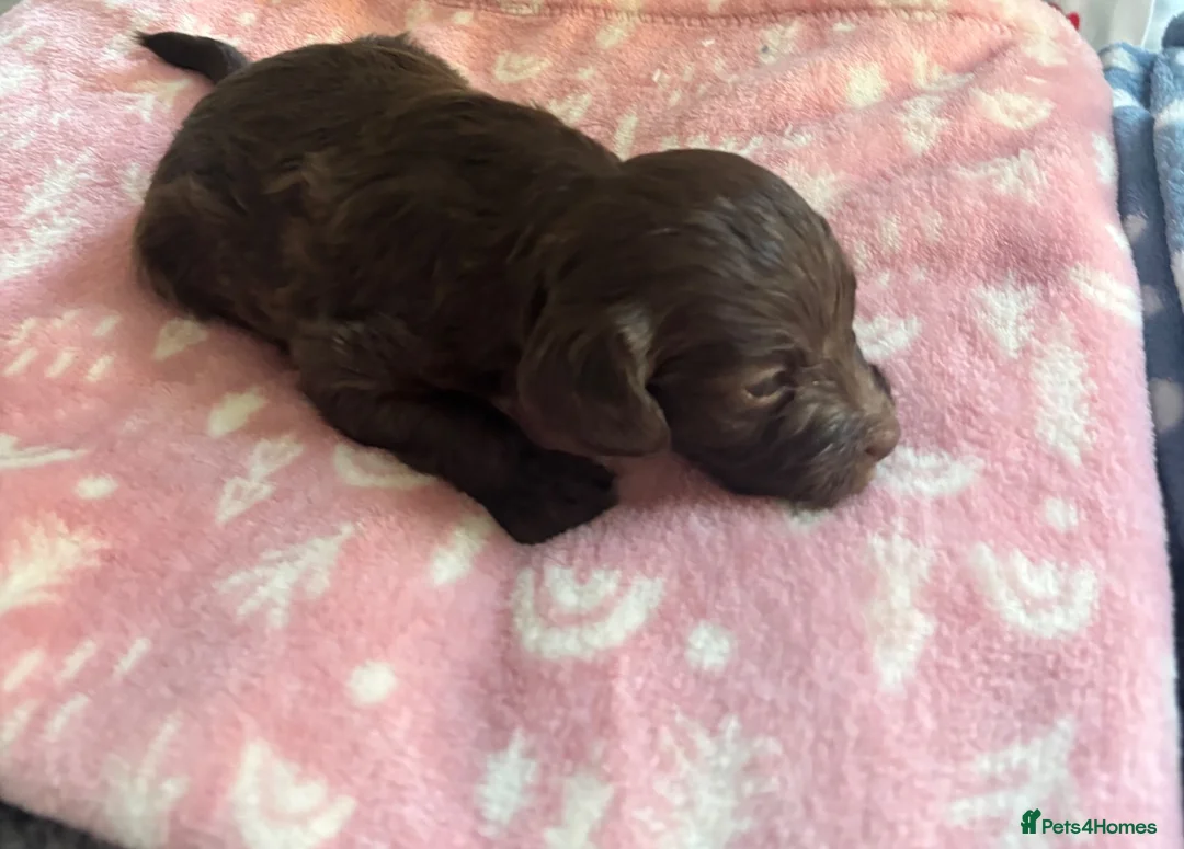 Labradoodle dogs for sale: Adorable miniature Labradoodle puppies  - Advert 30