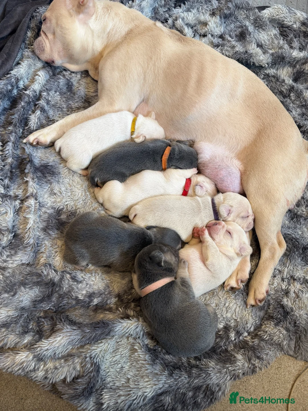 French Bulldog dogs for sale: KC reg French bulldogs Ready 7th August ❤️❤️❤️ - Advert 1