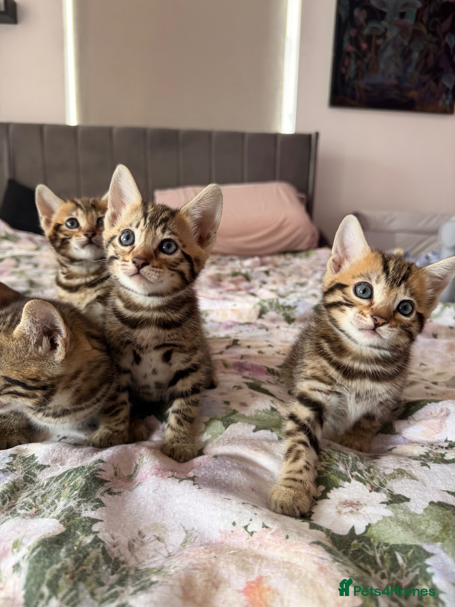 Bengal cats Beautiful bengal kittens 🐾🐾🐾 - Advert 1