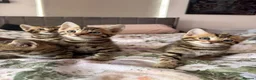 Bengal cats for sale: Beautiful bengal kittens 🐾🐾🐾 - Advert 1