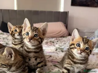 Bengal cats Beautiful bengal kittens 🐾🐾🐾 - Advert 5