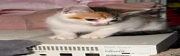Mixed Breed cats for sale: Little girl ready to go to there forever home  - Advert 3