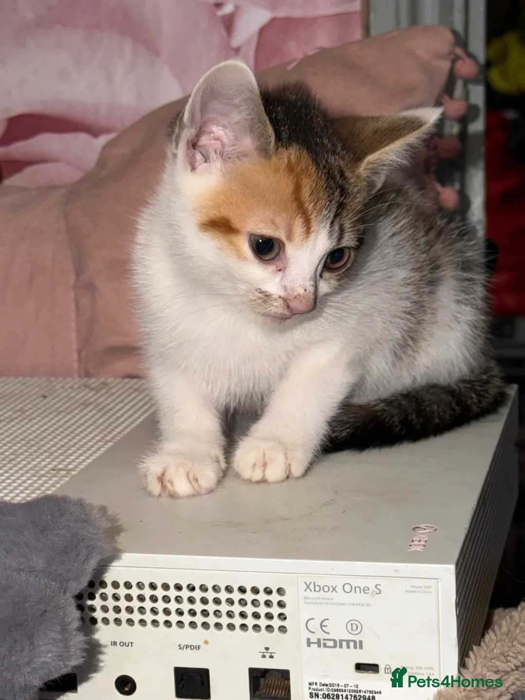 Mixed Breed cats for sale: Little girl ready to go to there forever home  - Advert 3