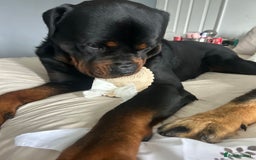 Rottweiler dogs for sale: ASAP ADOPTION- our beautiful rottie Kobe - Image 6
