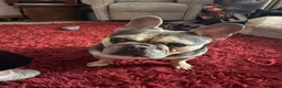 French Bulldog dogs for sale: Harvey the pedigree Frenchie - Advert 4