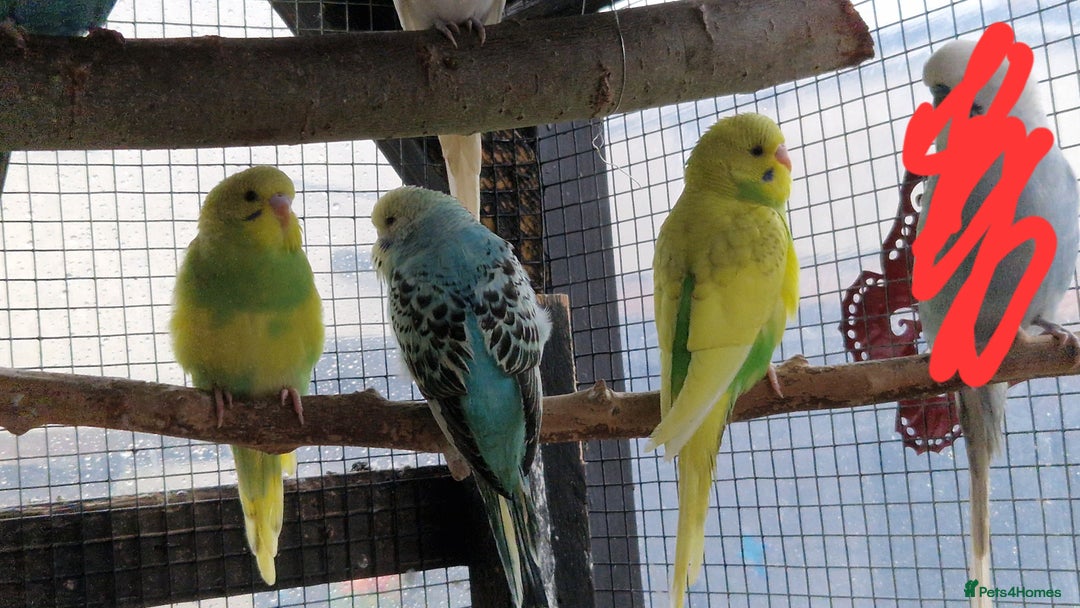 Budgerigars birds for sale: Baby budgies for sale from 15th Dec  - Advert 11