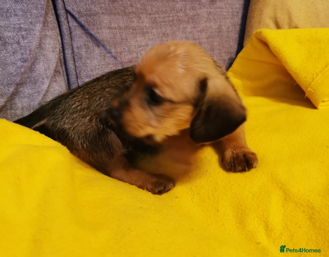 Mixed Breed dogs for sale: Adorable playful Cavachon x Dachshound pups - Advert 9