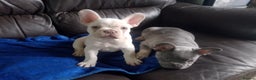 French Bulldog dogs for sale: french bulldog puppys - Advert 3