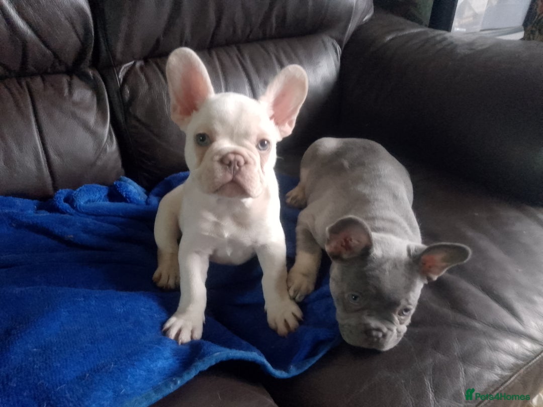 French Bulldog dogs for sale: french bulldog puppys - Advert 3
