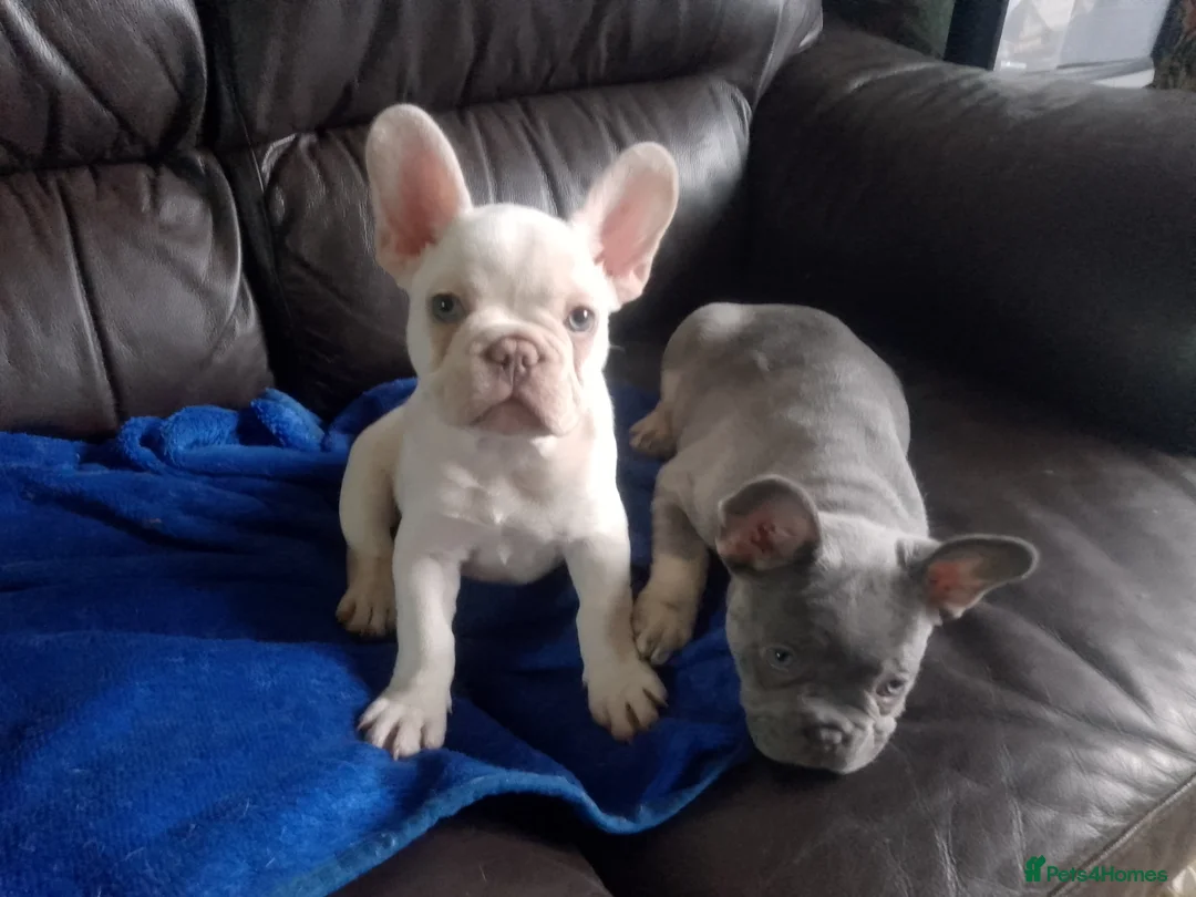 French Bulldog dogs for sale: french bulldog puppy - Advert 2