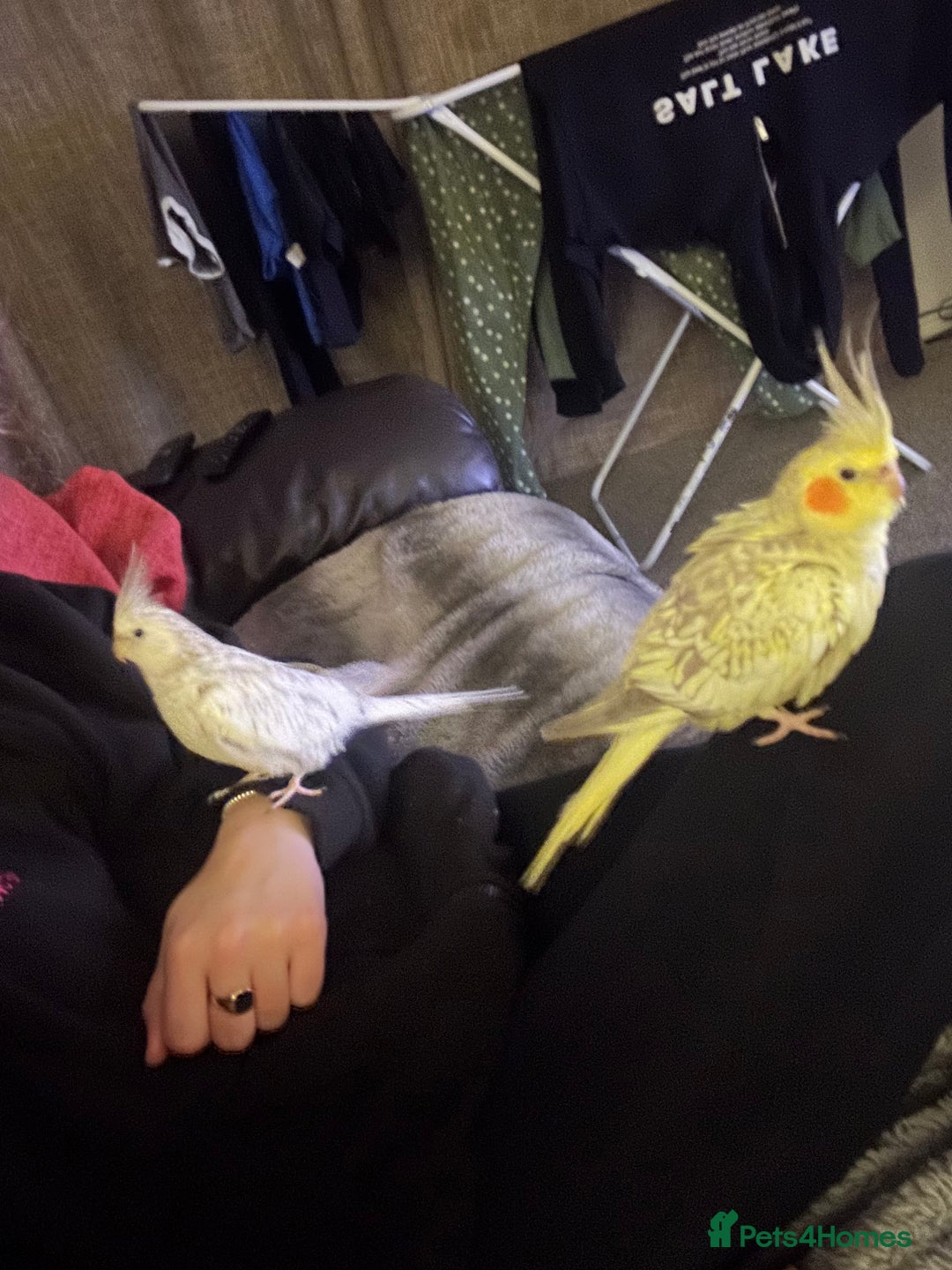 Cockatiels birds for sale: Tame Female cockatiels  - Image 4