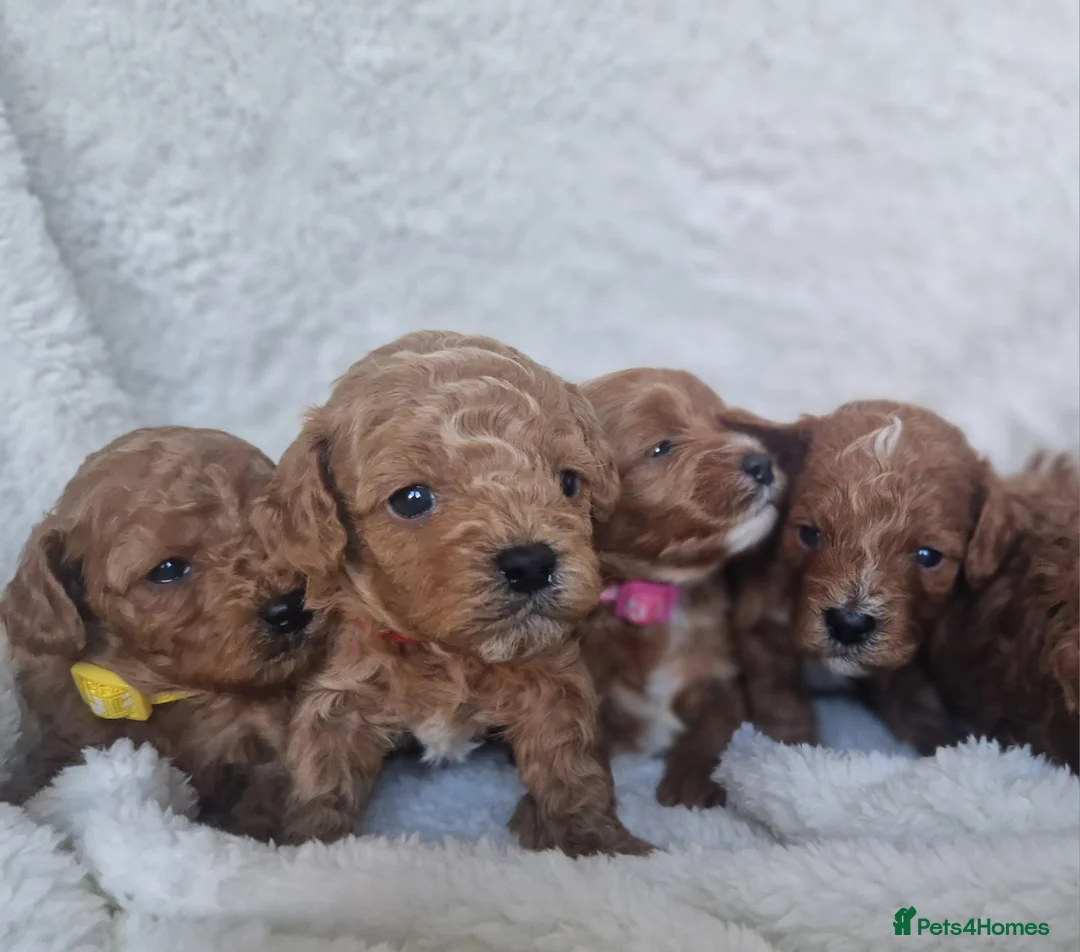 Cavapoo dogs for sale:  1 boy remaining. Health tested stunning cavapoos - Advert 16