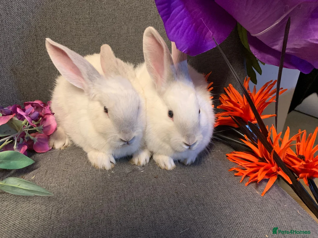 Continental Giant rabbits for sale: Continental Giant x mini lop - Advert 2