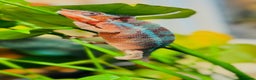 Chameleon reptiles for sale: Chameleons  - Advert 12