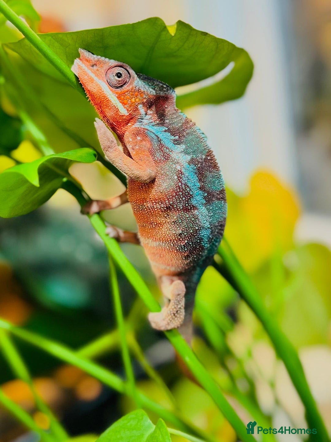 Chameleon reptiles for sale: Chameleons  - Advert 12